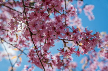 Background with blossom flowers, This is not the type of cherry blossoms often seen. Its scientific name is Prunus cerasoides, it grow in East Asia and South Asia