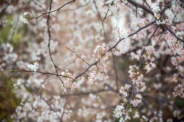 Full bloom pink spring flowers