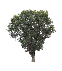 Fototapeta premium Tree isolated on white background