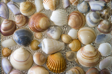 Seashells as background, sea shells collection natural