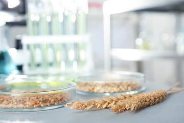 Petri dishes with cereal grains on table in laboratory. Chemical laboratory