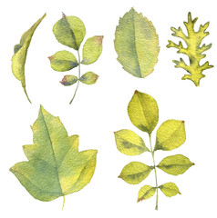 watercolor drawing leaves