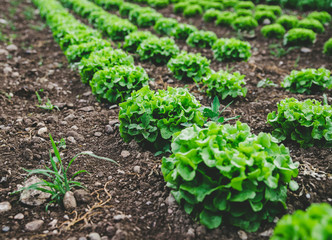 Grüner frischer Blattsalat auf Gemüsefeld