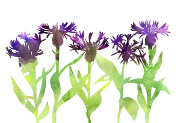 watercolor drawing cornflowers