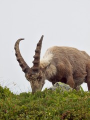 Ibex/Tre-le-champ,France