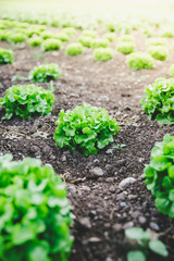 Grüner frischer Blattsalat auf Gemüsefeld