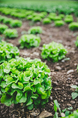 Grüner frischer Blattsalat auf Gemüsefeld