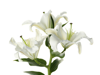 Fototapeta na wymiar Beautiful lilies on white background. Funeral flowers
