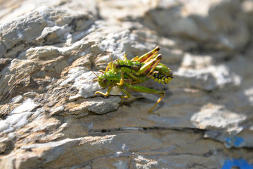 grashopper at pairing (miramella alpina)