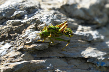 grashopper at pairing (miramella alpina)