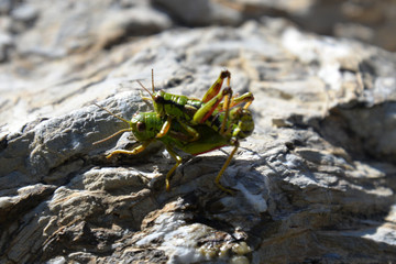grashopper at pairing (miramella alpina)