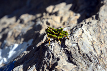 grashopper at pairing (miramella alpina)