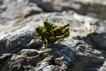 grashopper at pairing (miramella alpina)