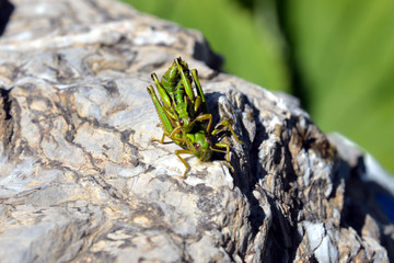 grashopper at pairing (miramella alpina)