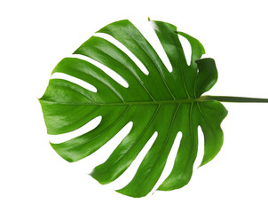 Naklejka na ściany i meble Fresh tropical monstera leaf on white background