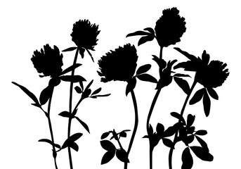 vector silhouettes of wild flowers
