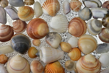 Seashells as background, sea shells collection natural