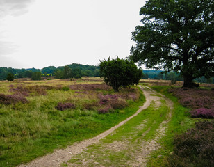 Heideblüte, Urlaub in der Lüneburger Heide Deutschland