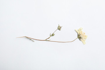 Wild dried meadow flower on white background, top view