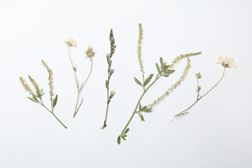 Wild dried meadow flowers on white background, top view