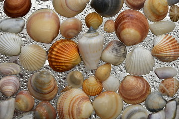 Seashells as background, sea shells collection natural