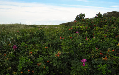 Heckenrosen auf dem Weg zum Weststrand Fischland-Darss-Zingst Ahrenshoop Prerow