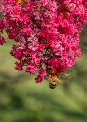 Bumble Bee Feasting on Crepes