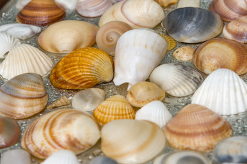 Seashells as background, sea shells collection natural