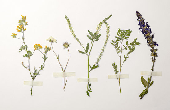 Wild dried meadow flowers on white background, top view