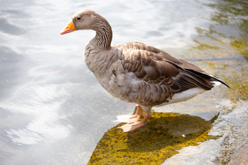 Canada goose standing with feet in water at edge of lake in summer in St. James's Park, London, England.