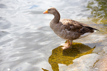 Canada goose standing with feet in water at edge of lake in summer in St. James's Park, London, England.