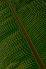 pac&iacute;fico choc&oacute; nohaycomodios campo agro