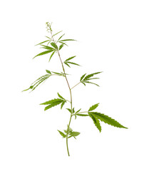 Fototapeta premium Fresh green hemp plant on white background