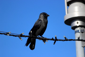 crow on a wire, estonia