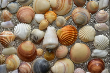 Seashells as background, sea shells collection natural