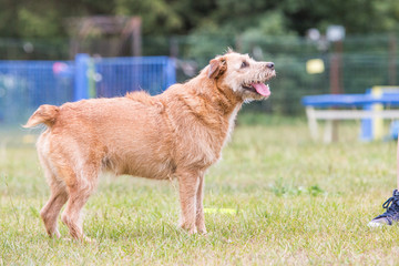 portrait of griffon dog living in belgium - 218518661