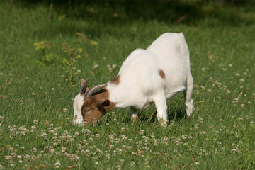 Ziegen