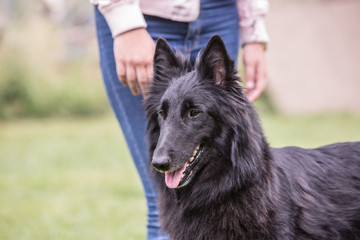 portrait of belgium shepherd dog type groenendeal living in belgium