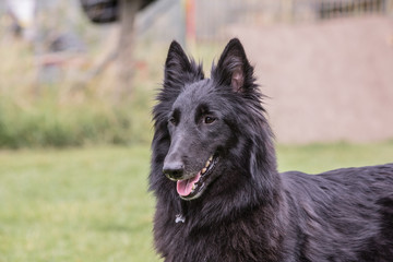 portrait of belgium shepherd dog type groenendeal living in belgium