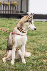 portrait of siberian husky dog living in belgium