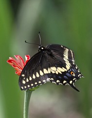 Summer Butterflies 15