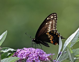 Summer Butterflies 13