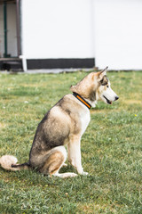 portrait of siberian husky dog living in belgium
