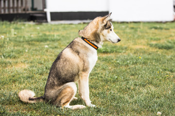 portrait of siberian husky dog living in belgium