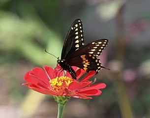 Fototapeta na wymiar Summer Butterflies 10