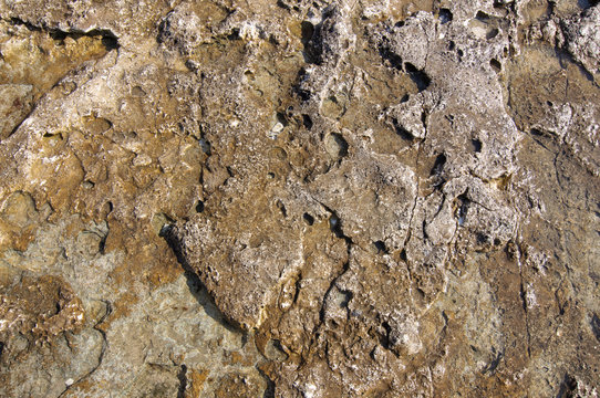 Surface of sea stone, structure, texture. Background