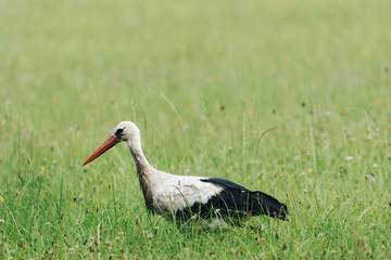 A white stork walking on a field with fresh green grass