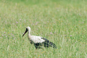 A white stork walking on a field with fresh green grass