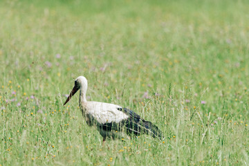 Obraz na płótnie Canvas A white stork walking on a field with fresh green grass
