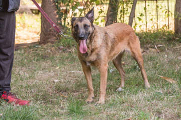 Portrait of belgium shepherd dog living in belgium